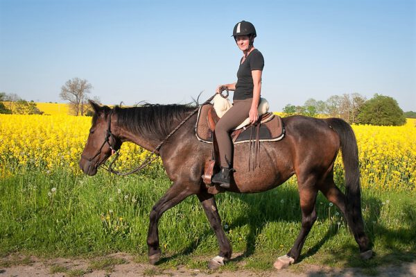 Deike: braune Stute und gelbes Rapsfeld