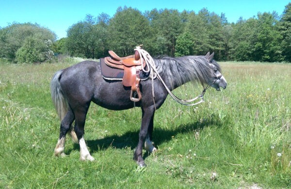 Helga: kleine Pony-Stute mit Westernsattel in der Rittpause