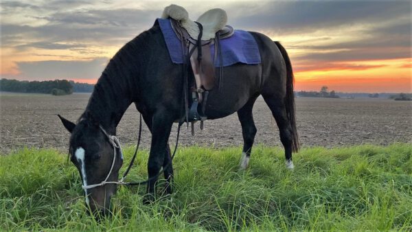 Luna: Quarter-Warmblut Mix nach dem Ritt im Sonnenuntergang