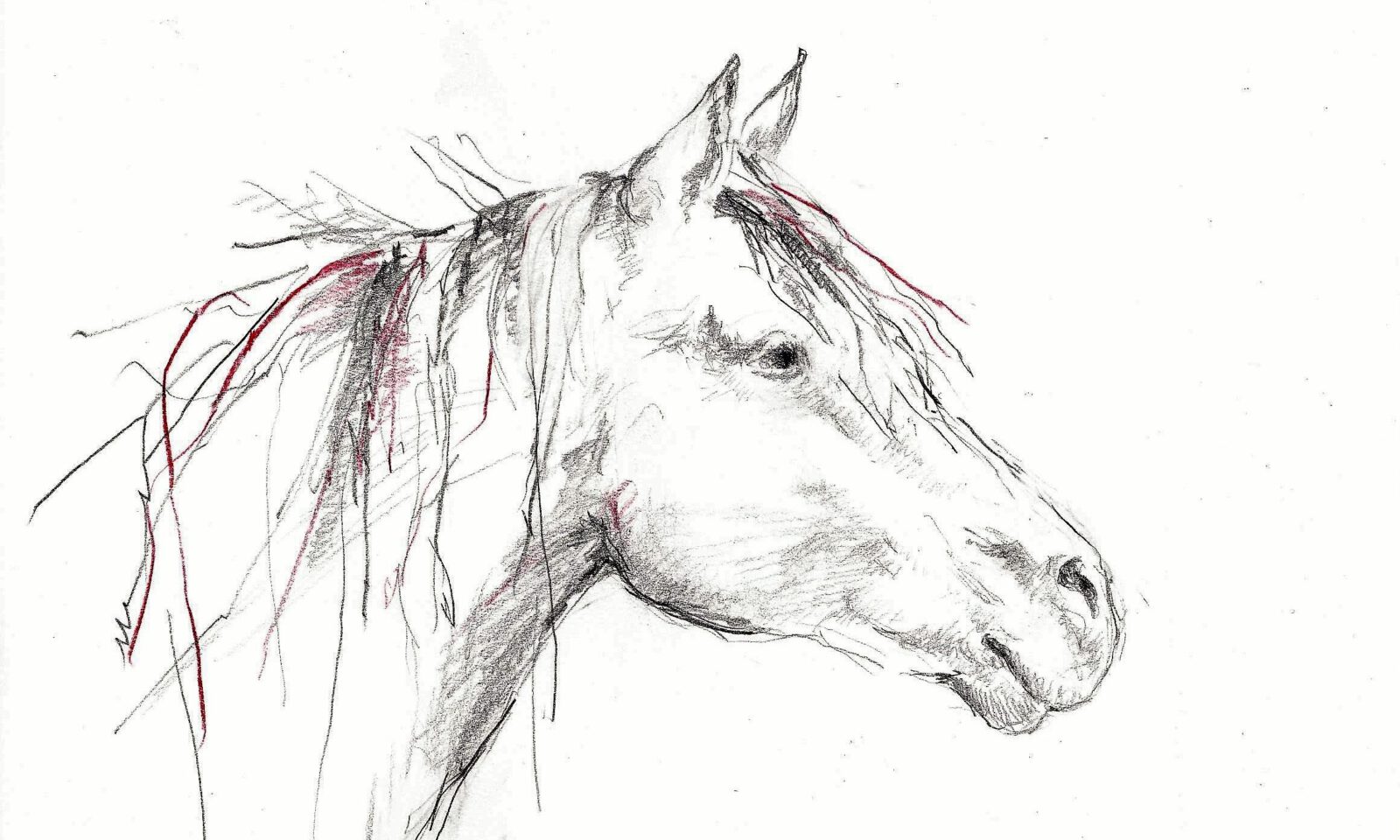 ausdrucksstarker Pferdekopf, Zeichnung von Anne Hille