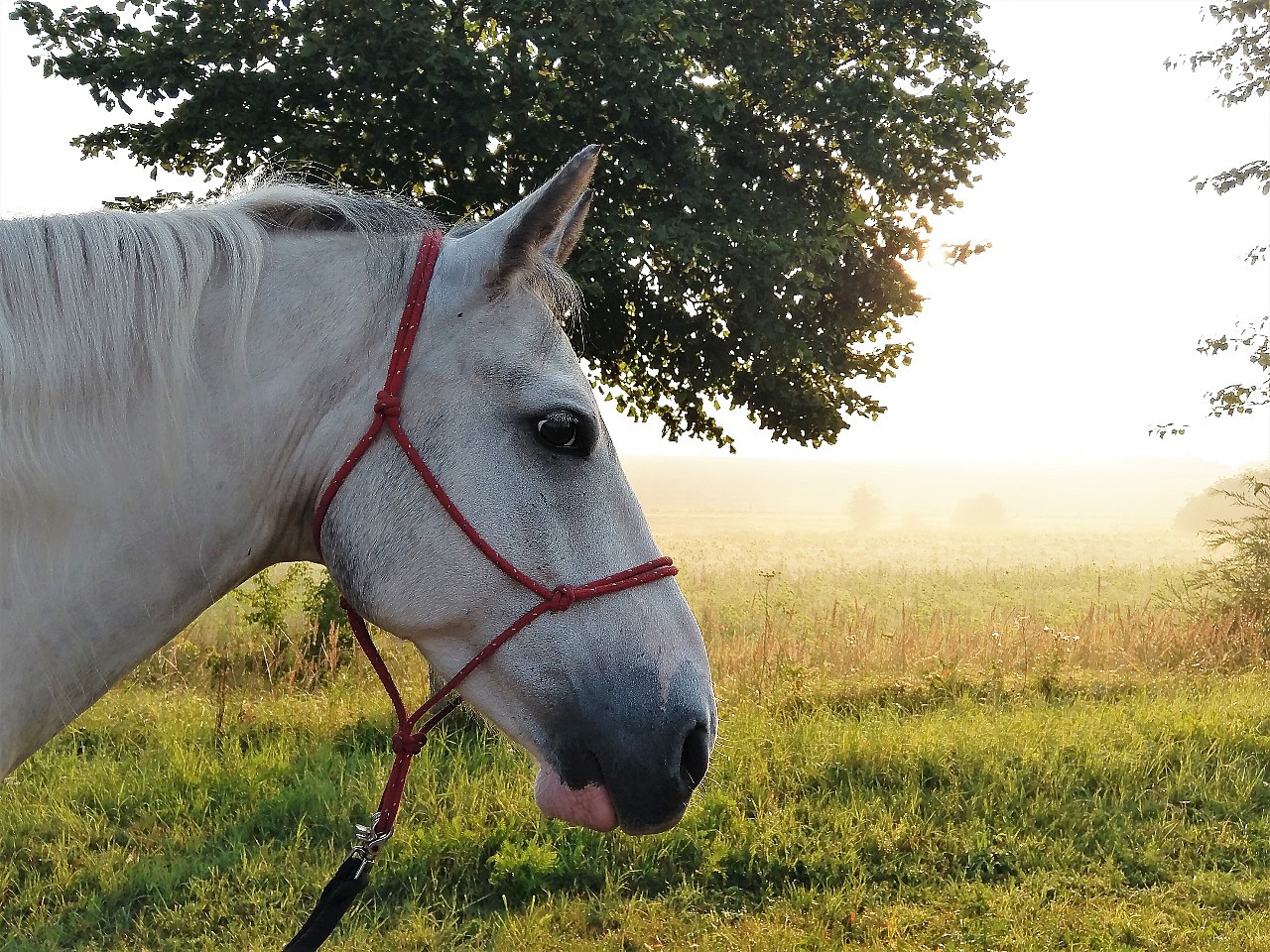 Chilli: Pferde- Portrait im Morgennebel