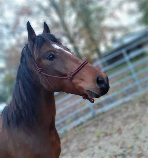 Nacho: Pferde-Portrait mit Knotenhalfter