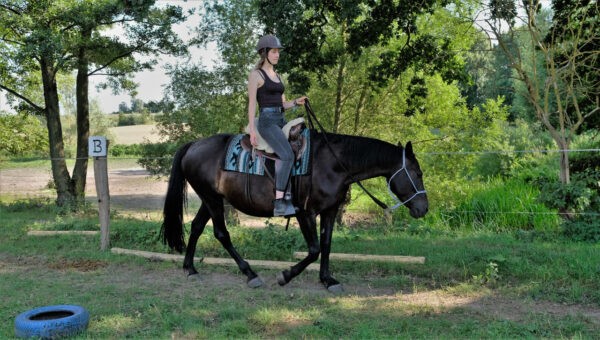 Trailübung und Pattern reiten auf Westernpferd