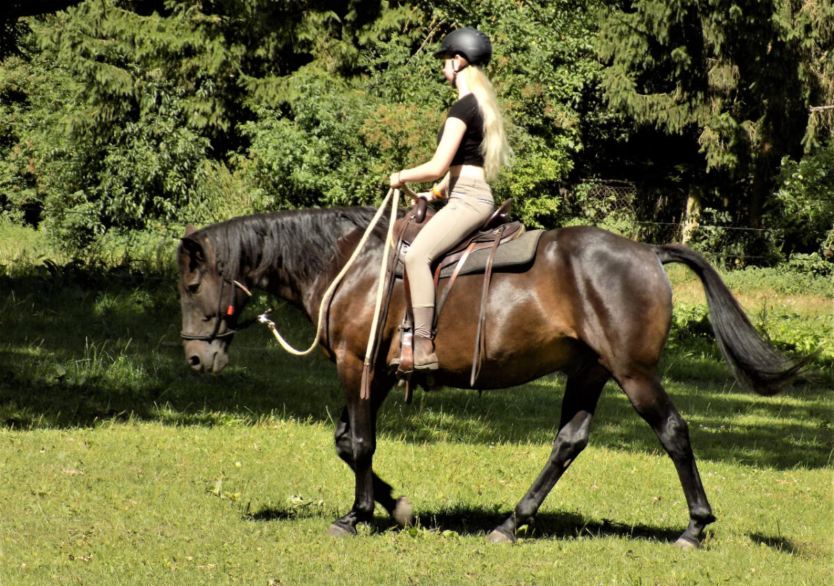 Reiten lernen mit Knotenhalfter nach Horsemanship Methode