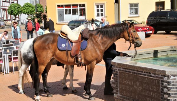 Trinkpause für die Pferde am Marktplatz Barth